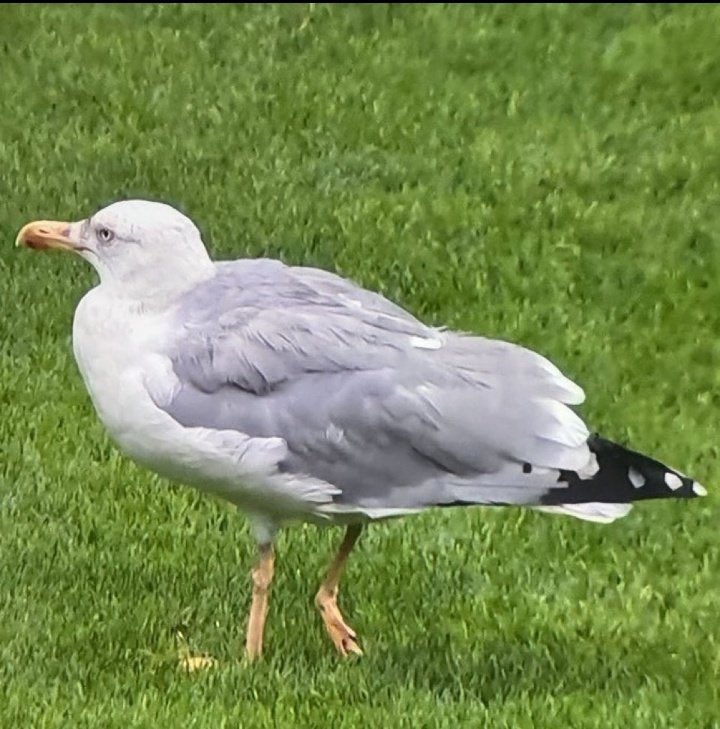 Yilmazbeey's tweet image. Siktiğimin martısı bırakmadı maç izleyelim 

 #BJKvSAM