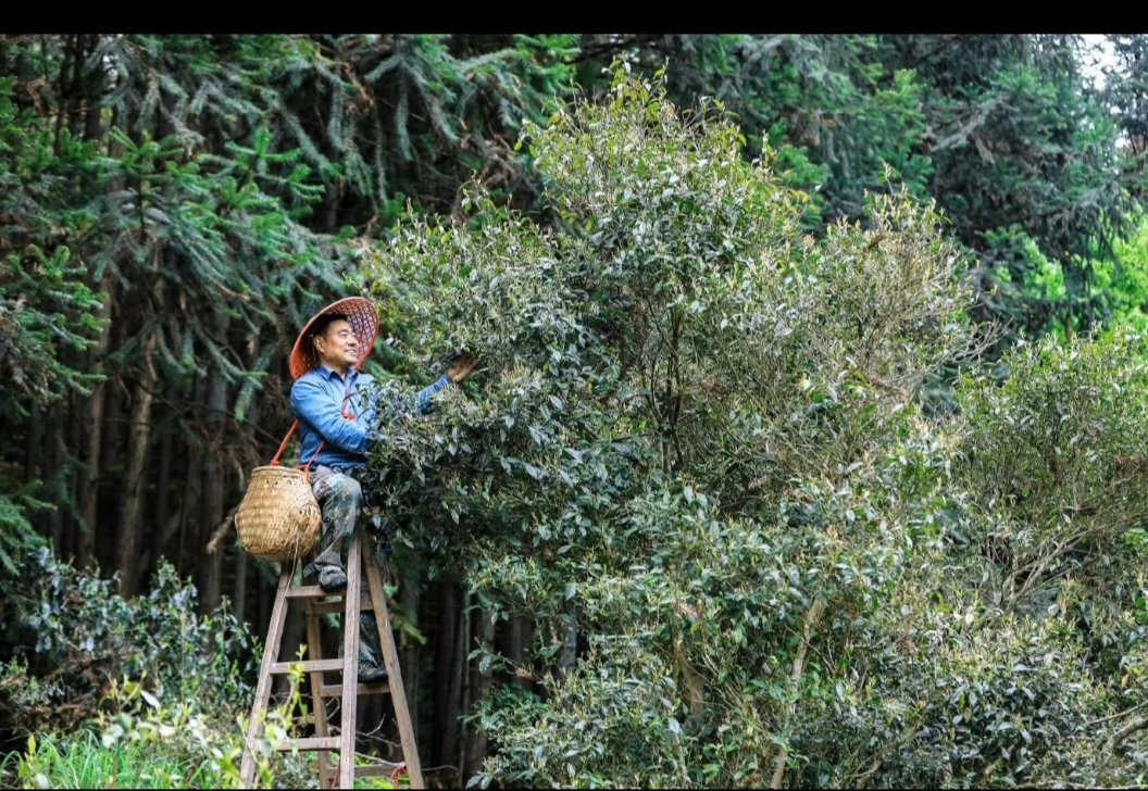 Littleone5232's tweet image. 荒野茶香#庆元