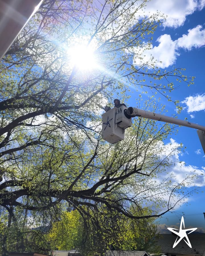 silverstartree's tweet image. Sunshine and safety ☀️🌳
Our crew tackled overgrown branches high above with precision and care, protecting rooftops while letting that spring light shine through.

Get started today: silverstartree.com

#TreeTrimming #BucketTruckCrew #SpringPruning #TreeCareExperts