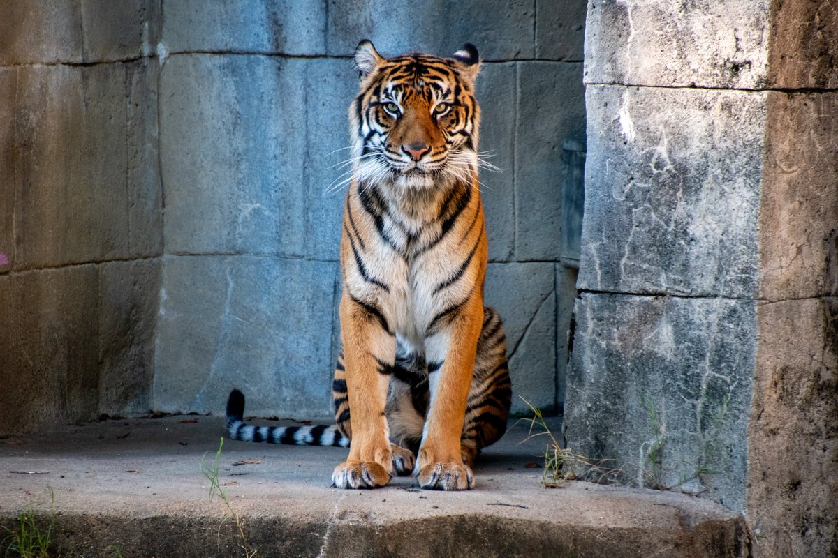 MemphisZoo's tweet image. Dari’s waiting… 👀 Come see her today (and every day, of course)!

Did you know? Right now, you can enjoy $20 off Memberships until December 31, 2025. Enjoy unlimited visits, exclusive discounts, members-only events, and a safe, family-friendly space to explore and unwind. It’s…