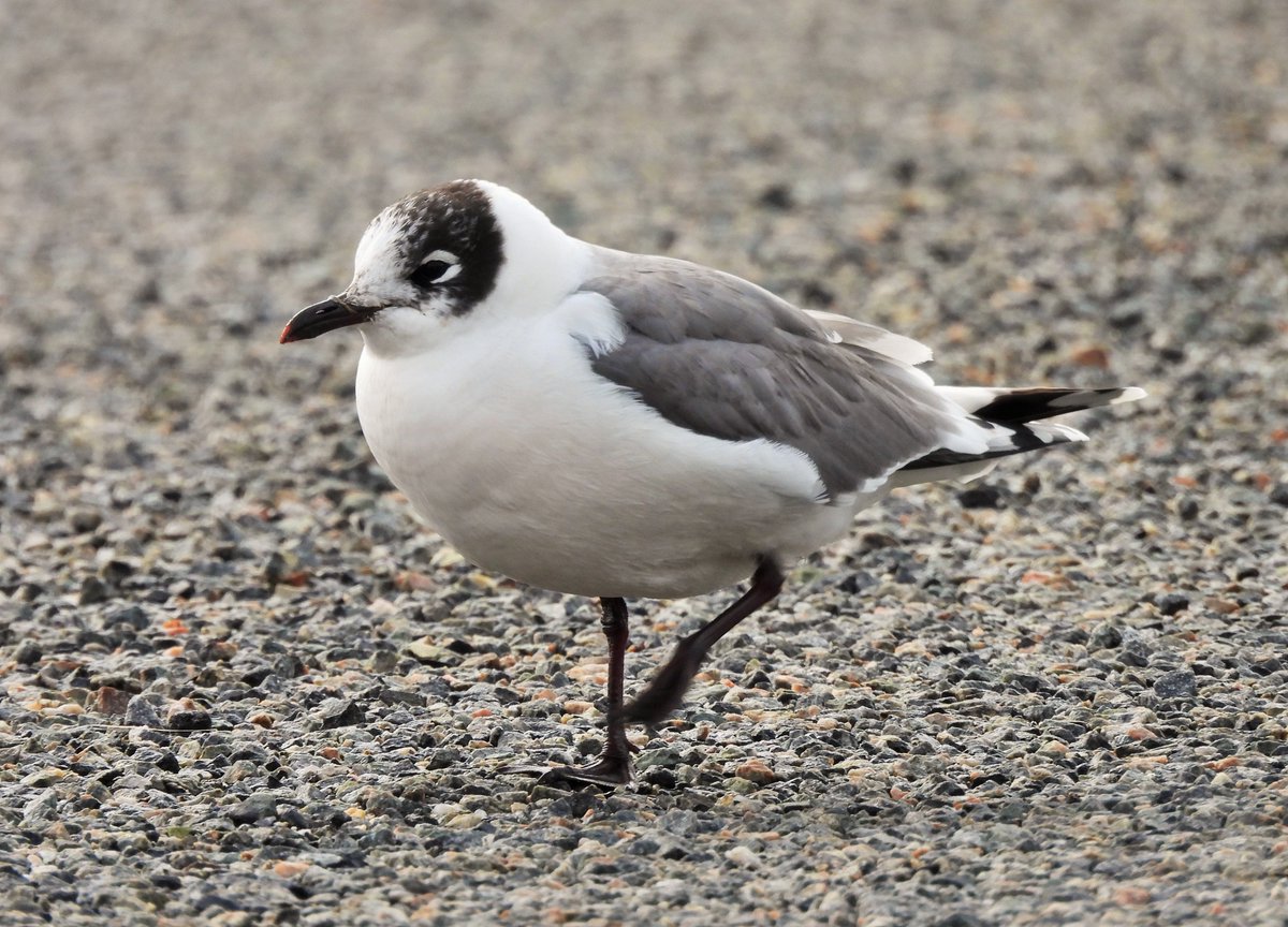 Bruce Taylor tweet media