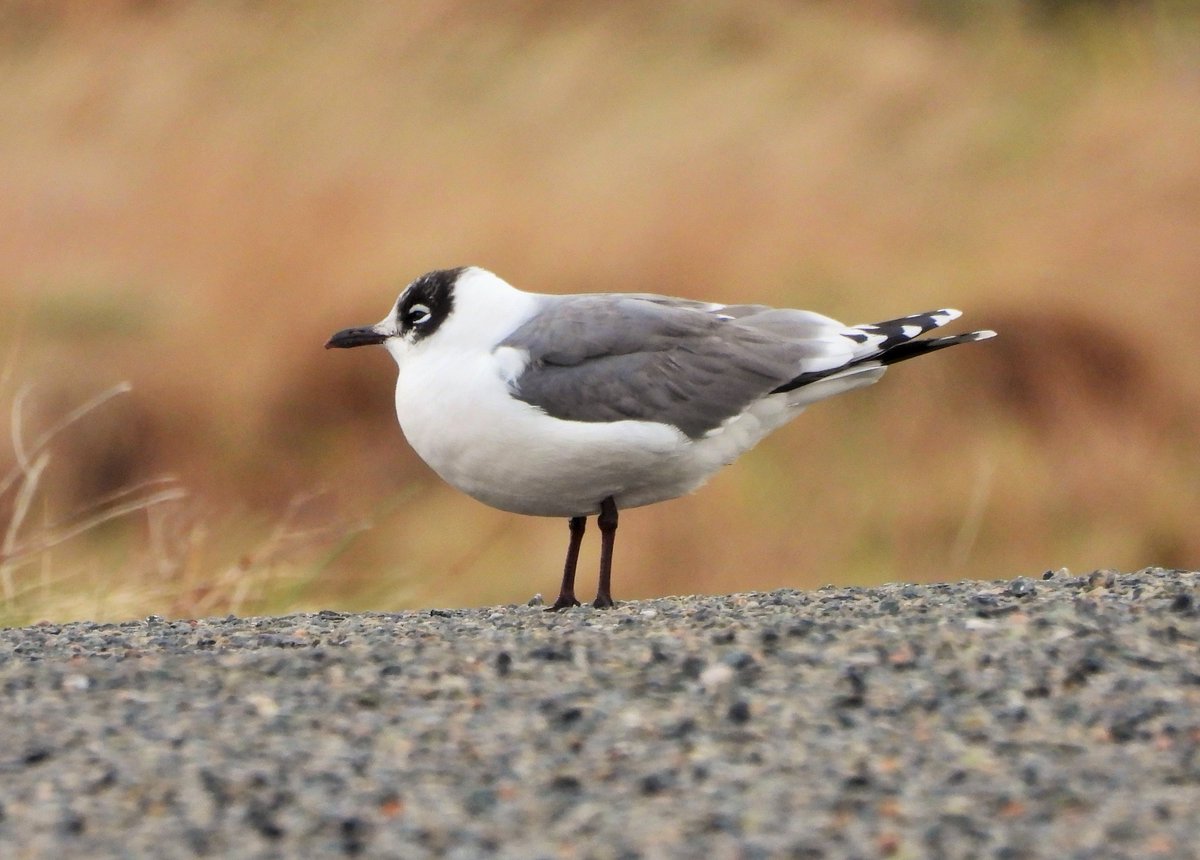 Bruce Taylor tweet media