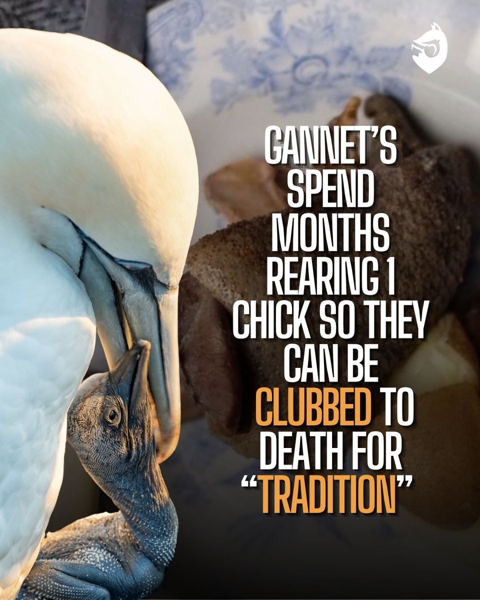 ProtectTheWild_'s tweet image. Hundreds of chicks clubbed to death every year for "tradition" - sign the petition to end it: protectthewild.org.uk/gannet-petitio…