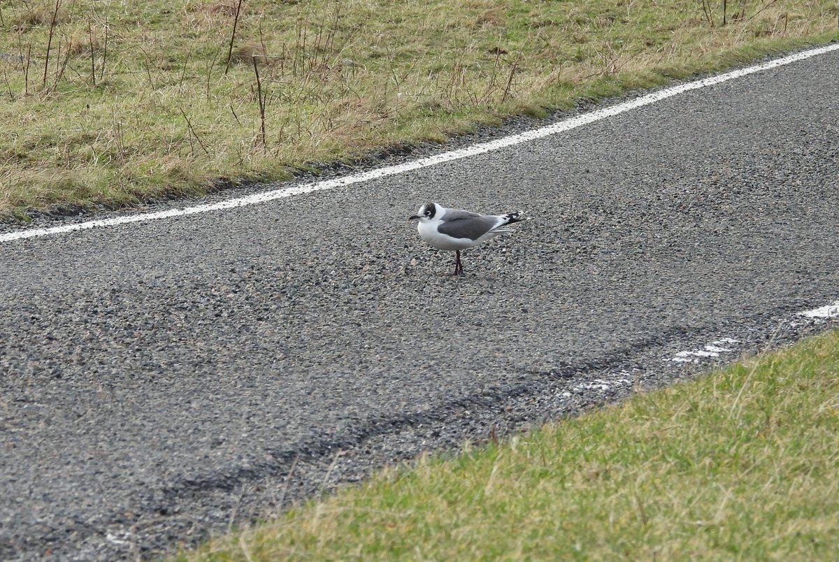 Bruce Taylor tweet media