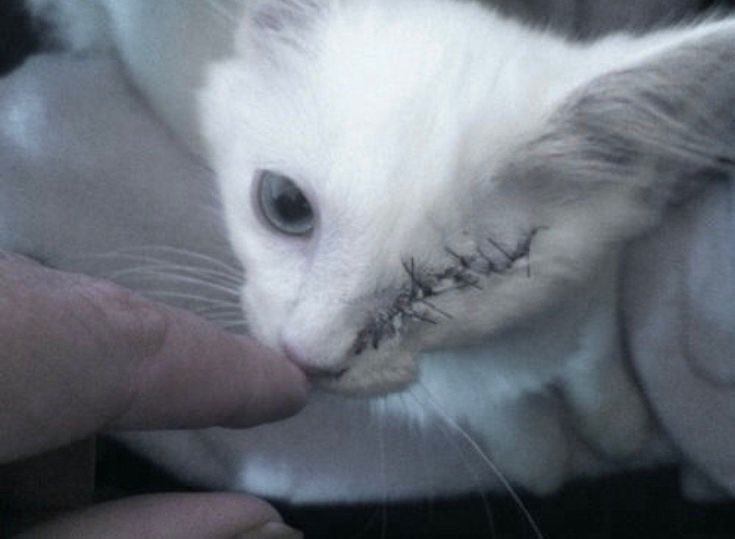 eternalbleed's tweet image. 