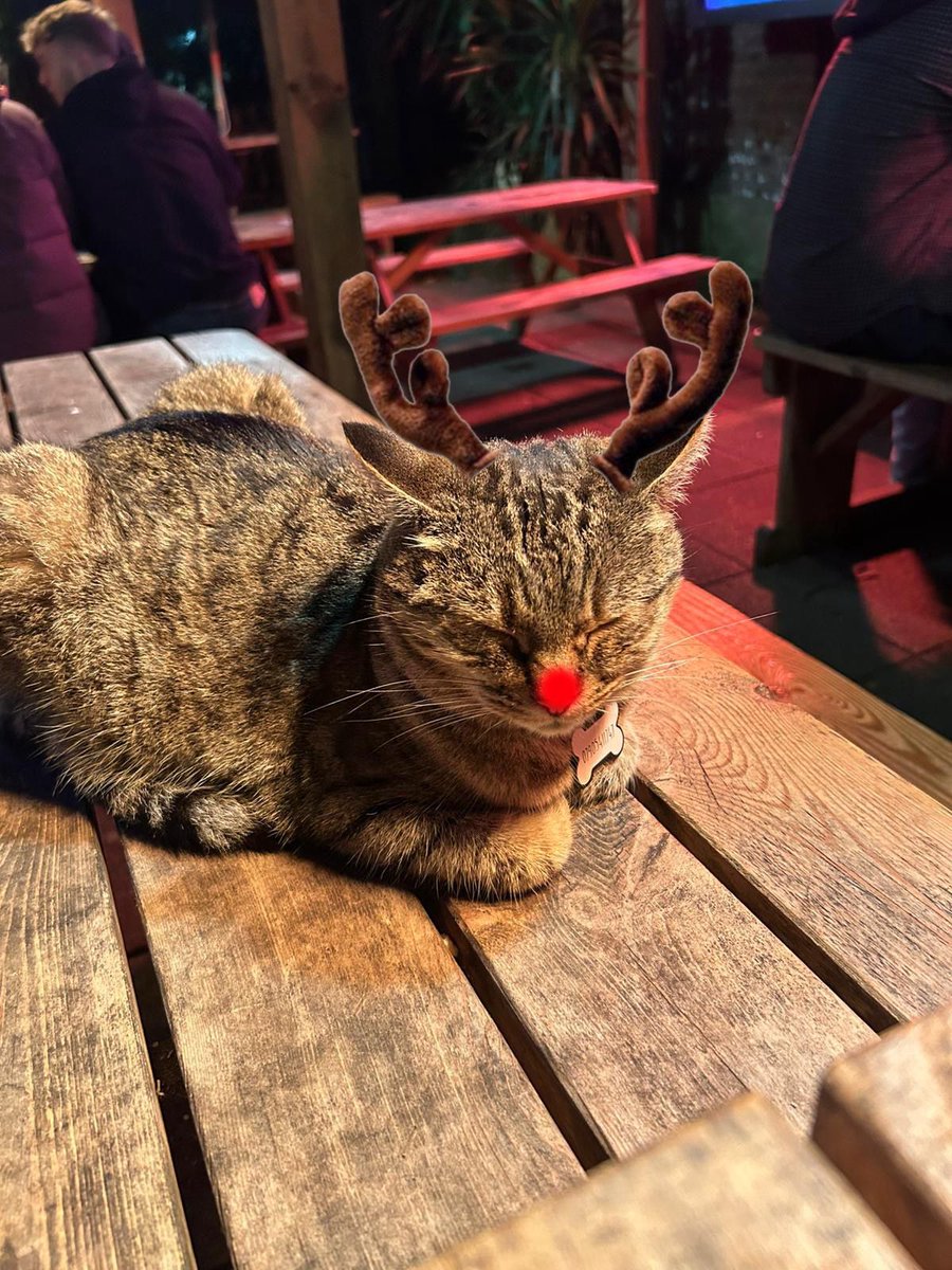TheGardenHouse5's tweet photo. Bless them #pubcats #festive #mrjoseph #sidehustle https://t.co/0mfawMZc9O