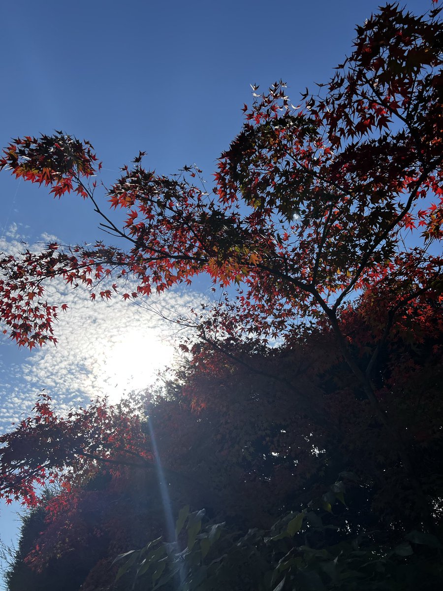 plusokashin's tweet photo. 先日恒例の勝尾寺に行ってきました😌
紅葉🍁綺麗かったです😍
ただ外国人多い！🚌も値上がり🤣400円から800円に😓ん〜インバウンドやからって上げなくても🤣年に数回行って拝んできます！競馬に当たりますように🎯（笑）
さぁ有馬もダービーも当てるぞー！
この日は身体も癒されて満足な1日でした😍 https://t.co/AqpCWcNsIQ