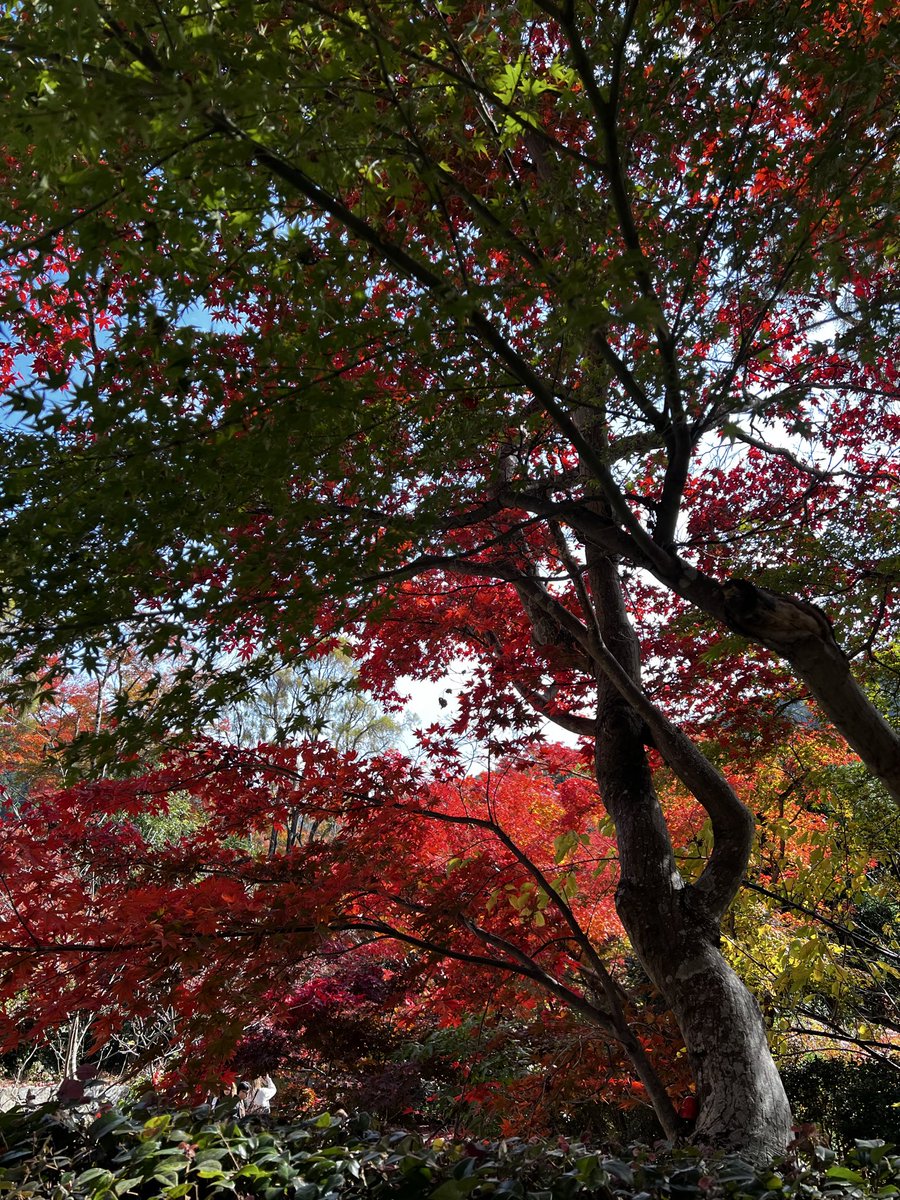plusokashin's tweet photo. 先日恒例の勝尾寺に行ってきました😌
紅葉🍁綺麗かったです😍
ただ外国人多い！🚌も値上がり🤣400円から800円に😓ん〜インバウンドやからって上げなくても🤣年に数回行って拝んできます！競馬に当たりますように🎯（笑）
さぁ有馬もダービーも当てるぞー！
この日は身体も癒されて満足な1日でした😍 https://t.co/AqpCWcNsIQ