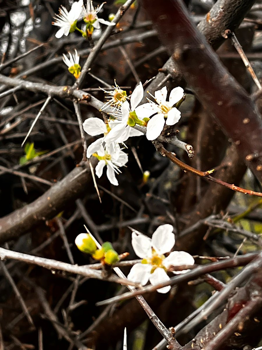 Yaz gibi Kasım ayı yaşıyoruz.   Burgazada’da çiçek açan erikle karşılaştım. Acilen soğuklar gelmeli yoksa doğanın dengesi tam şaşıracak.