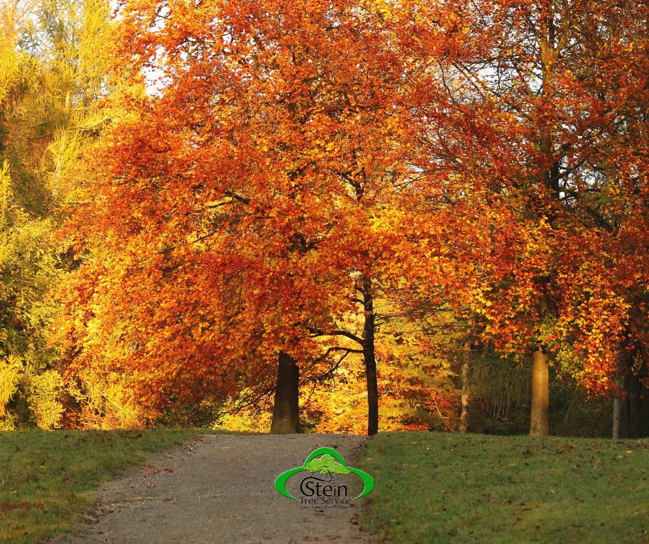 SteinTreeDe's tweet image. Taking care of #TreeTrimming in fall and early winter months is a proactive step. 

If trees receive regular maintenance like trimming and pruning, they are less likely to have branches that easily break. bit.ly/47229Ev.