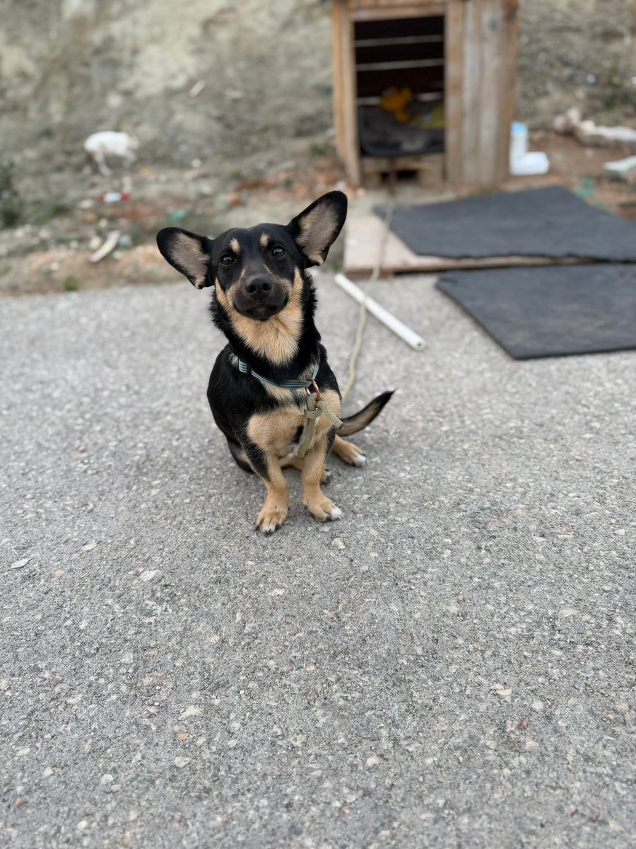 ACİL YUVA HATAY VE TÜM ŞEHİRLER
Pincher cinsi,dağda bulmuşlar. Oraya terkedip gitmişler.Bulan kişi konteyner kentte yaşadığı için içeri almıyor,dışarıda kulubeli böyle bir yer yapmış.zincirli tutuyor.konteyner kent bu hafta boşaltılacakmış.Yuva bulamazsak barınağa verecekler.
