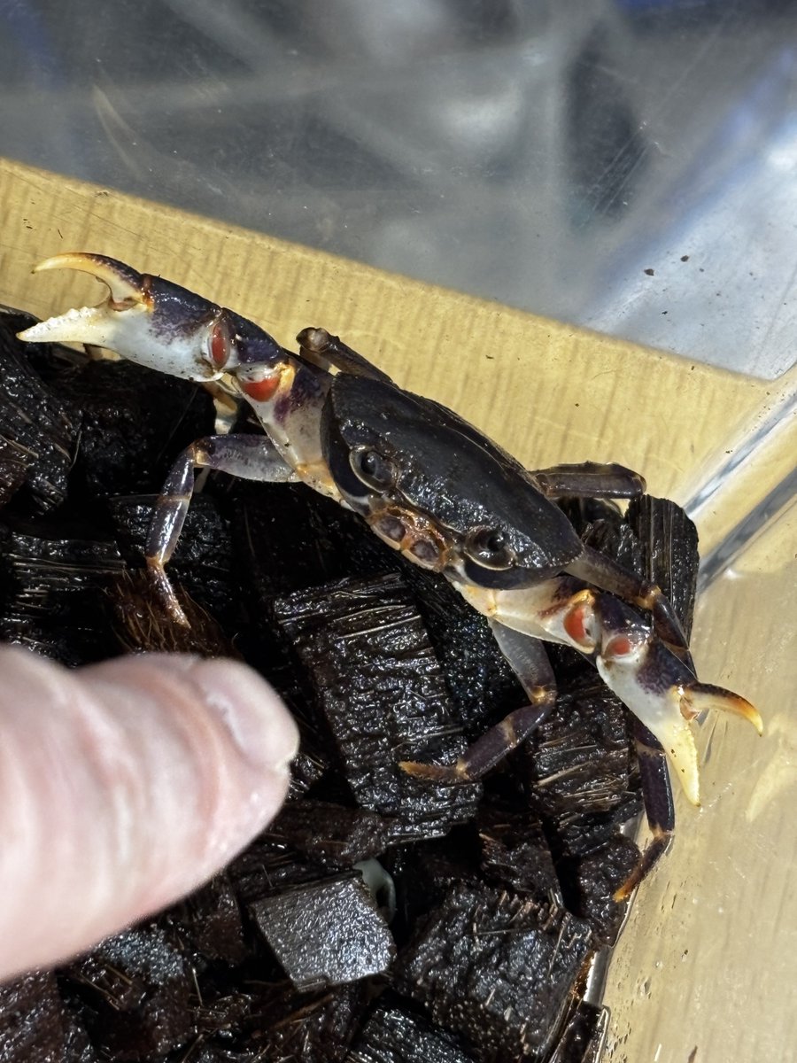 りゅうぼくにいさん tweet media