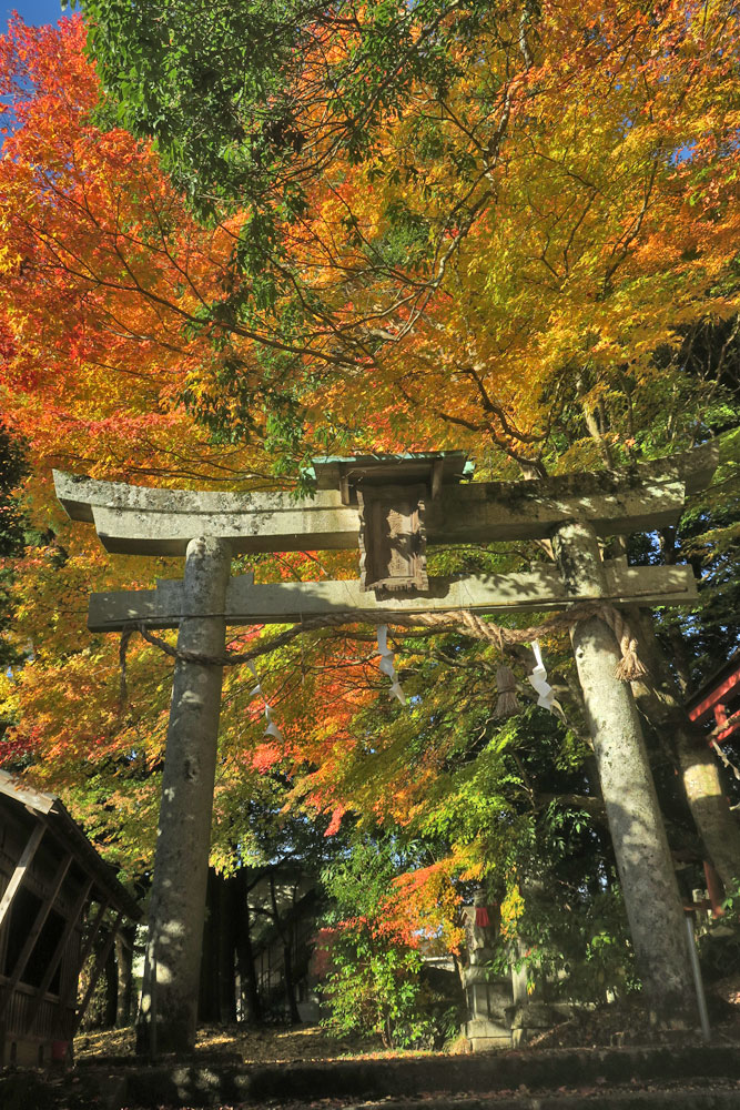 zephr2009's tweet photo. 四所神社のモミジは見ごろ手前で、青から橙色のグラデーションがよい感じでした https://t.co/wf99jrJhhz