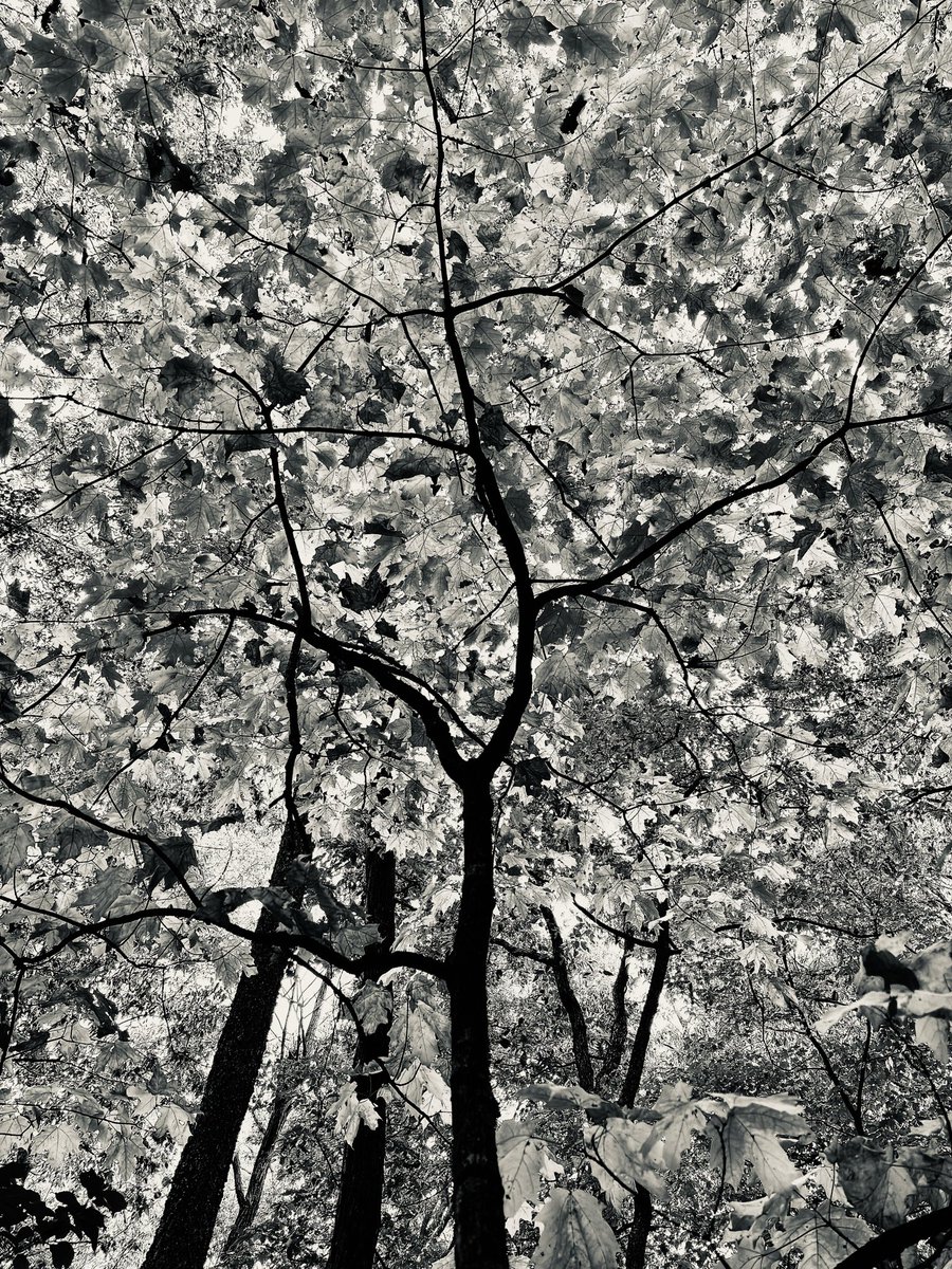 r_u_c_n_o_k_'s tweet image. B&amp;amp;W Sugar Maples