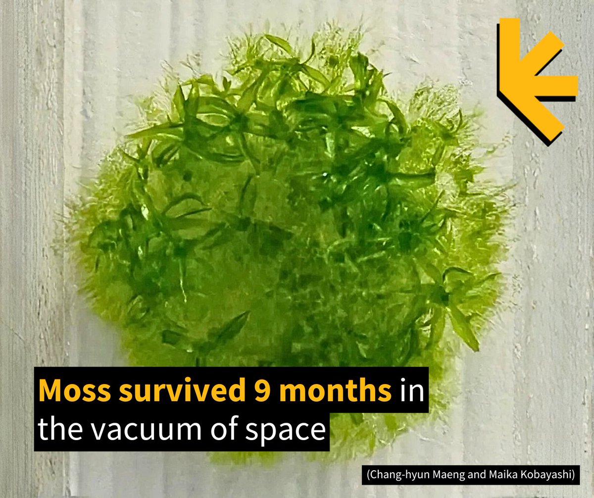 ScienceAlert's tweet image. &quot;We expected almost zero survival, but the result was the opposite: most of the spores survived.&quot; – Hokkaido University biologist Tomomichi Fujita.
@HokkaidoUni
sciencealert.com/moss-survived-…