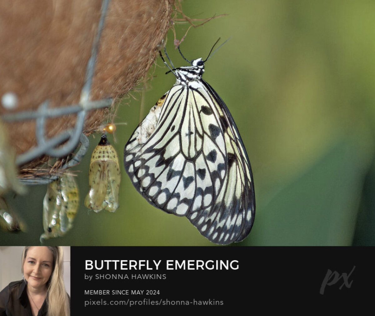 shonna99784's tweet image. Butterfly Emerging From Chrysalis shonna-hawkins.pixels.com/featured/butte…

A black and white butterfly is captured in the moment it emerges from its chrysalis. The natural setting highlights its delicate win…

#PaperKiteButterfly #Butterfly #Chrysalis #ShonnaHawkinsPhotography #BuyIntoArt