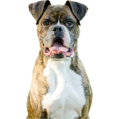 <a href="/JLthekid9999/">Jack5928</a> <a href="/BoxerRescueVT/">Boxer Rescue VT</a> <a href="/SandraK93322487/">Sandra Cristina</a> <a href="/saltyriptides/">Ruby the Boxer ~ RIP Gino 🌈🐾</a> <a href="/BMcfadda/">Superior Ghost of Funny Conservative Man</a> <a href="/2Y_Leah/">🧣𝗧𝗲𝘅𝗮𝗻𝗮👢</a> <a href="/GabiNga1/">Gabi🌻</a> <a href="/Qu33nB57/">👸Queen B 57 🐝</a> <a href="/WhalenMona/">Miss Mona</a> <a href="/woofitdown/">Woof it Down Dog Treats</a> <a href="/Julesk23/">Jules M #ALF #AnimalsMatter</a> <a href="/NMBewitched/">NMHP</a> <a href="/MagaPatriotHM/">PatriotHeather🇺🇸❤</a> <a href="/jmbenson1491/">Jim Benson (MAGA World Leader)</a> <a href="/iamnotmrbill069/">💜 mr bill 💜 ( get my notifications )</a> <a href="/BobbyReader2/">Bobby R</a> Thank you <a href="/JLthekid9999/">Jack5928</a>