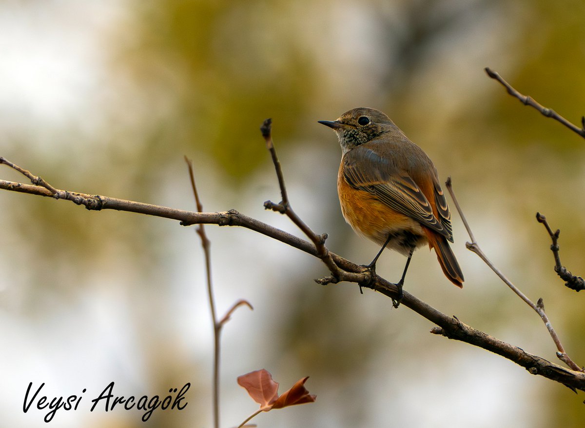 VArcagok's tweet photo. #veysiarcagok #city #birds #nature #Diyarbakir #photography #photo #foto  #photooftheday #streetphotography #ornitologia #ornitology
#Diyarbakir https://t.co/0IBIloYyCj