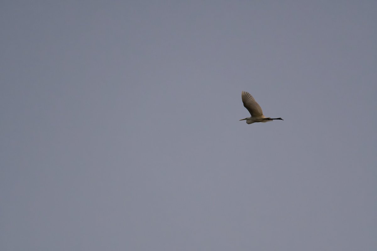 STAN_LEE_RAM3's tweet image. 日暮れ時に久しぶりに鳥を撮った。
超望遠が欲しい。