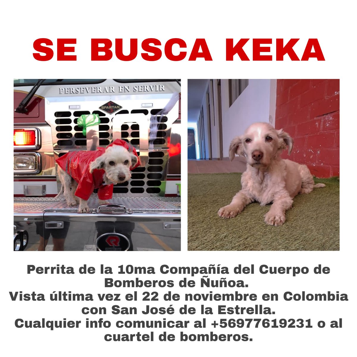 #Aviso #UtilidadPública atención vecinos paradero 23 de vicuña mackenna (Colombia con San José de la estrella), los amigos bomberos de la <a href="/Decima_nunoa/">10º Bomberos Ñuñoa</a> buscan a su mascota Keka. Cualquier información favor contactarlos.
