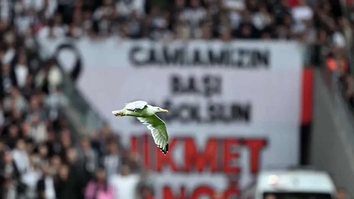 blackeaglelife7's tweet image. 🦅Süleyman Seba 🦅

Martı sahada✅️