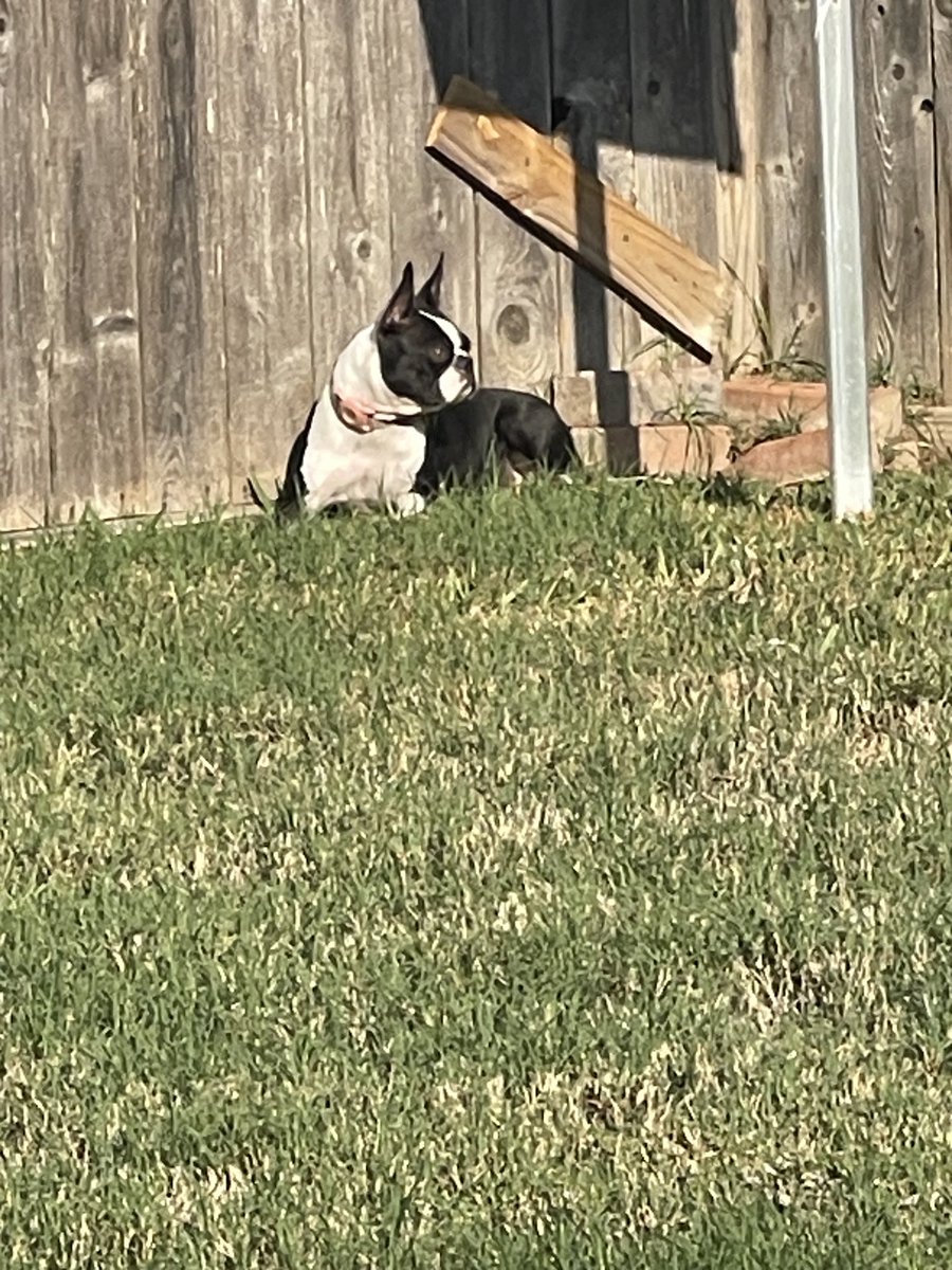 Penny Pie 🌈Stubby & Sugies🌈 tweet media