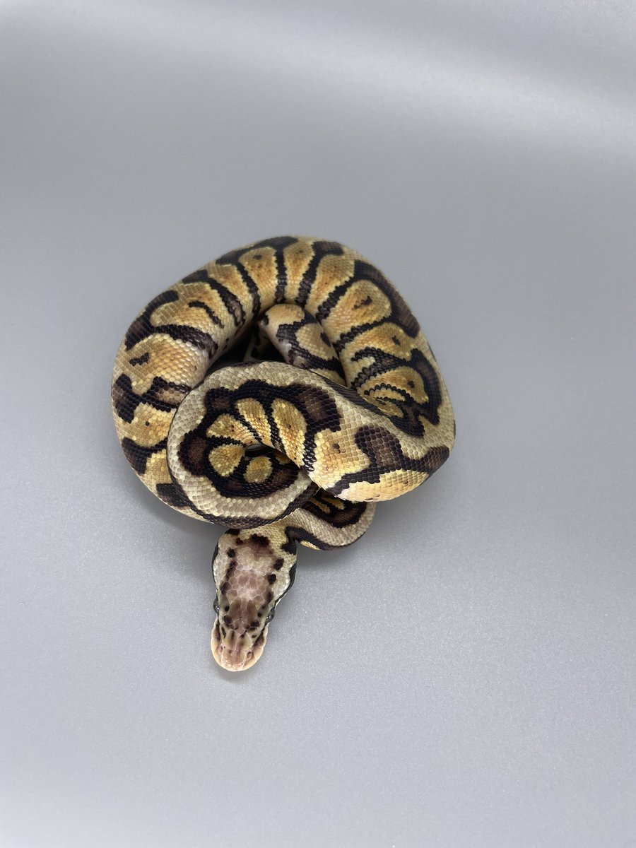 lonchan (@lonchankun) / Posts / X