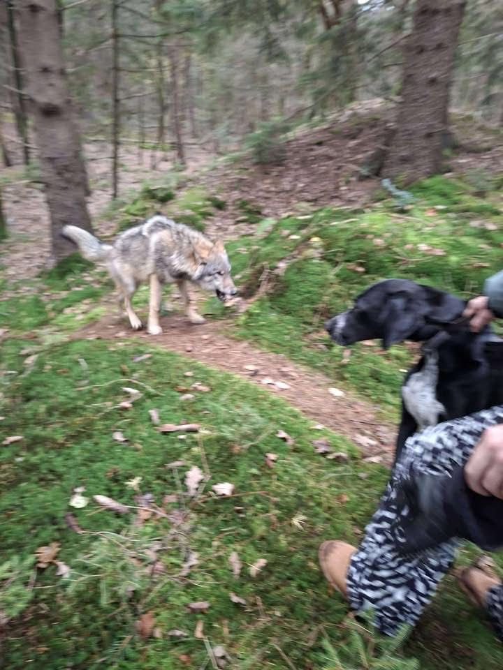 Ansen - Provincie Drenthe. 23 november 2025. #wolf #drenthe 🐺❌