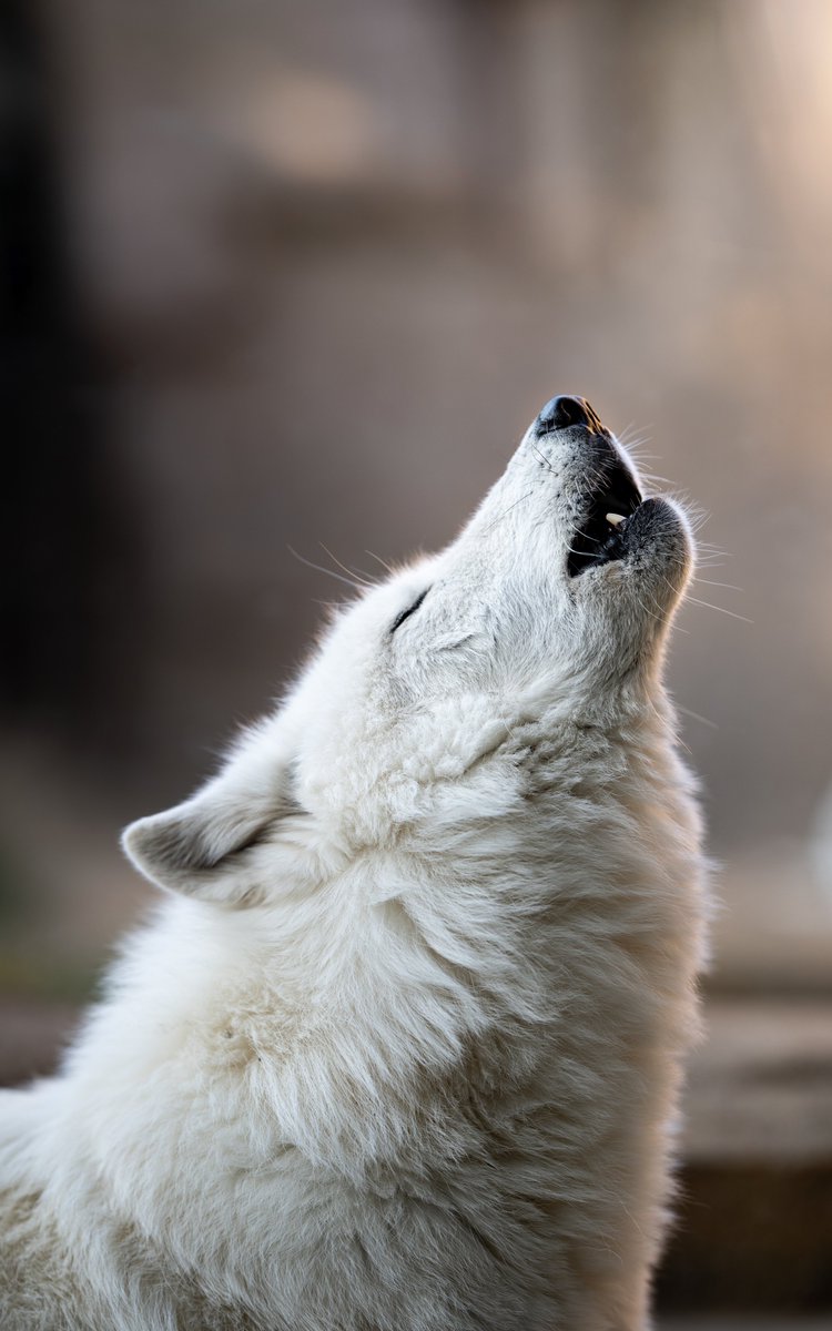 ttk_wolf's tweet image. これぞオオカミな写真を撮りました

ホッキョクオオカミ シンラ
那須どうぶつ王国
2025.11.20