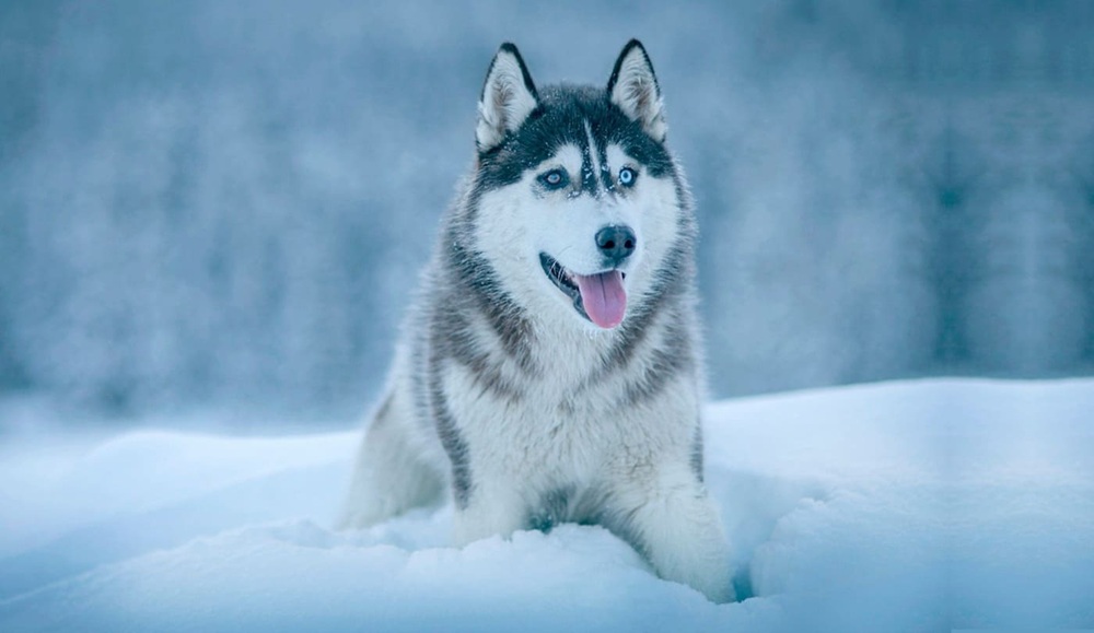 SdEmergenciaMx's tweet image. Los primeros perros ya mostraban una gran diversidad hace 11 000 años
⠀⠀
Un análisis 3D de más de 600 cráneos revela que la gran variedad morfológica de estos #animales surgió en el Holoceno temprano.

#CULTURA ➡️sdemergencia.com/2025/11/21/los…

#Ciencia #Diversidad #Evolución #Perros