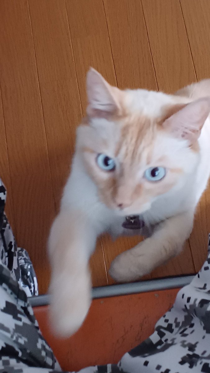 Hiroshi1970Cat's tweet image. ☀️🙋‍♀️❗おはよう🥤クリソーひろし🌞ジュワジュワ溶けるアイスが混ざっておいしいネ。今日もよろしく😃✌️

#ねこ宇宙 #看板ねこ #まねきねこ #笹かま猫 #ねこのいる整体サロン