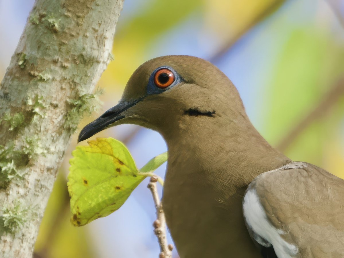Napnyc1Napnyc's tweet image. The beautiful eyed White Winged Dove from up close