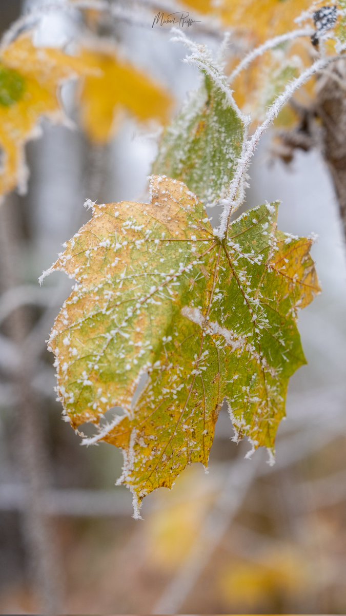 lubuwetter's tweet photo. When late #autumn meets early #winter https://t.co/C83BM5dUT9