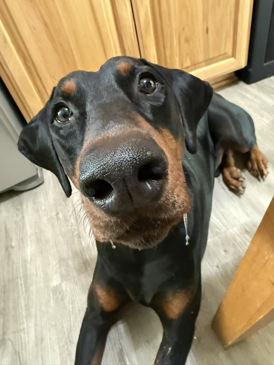 tonythedobie's tweet image. More steak….