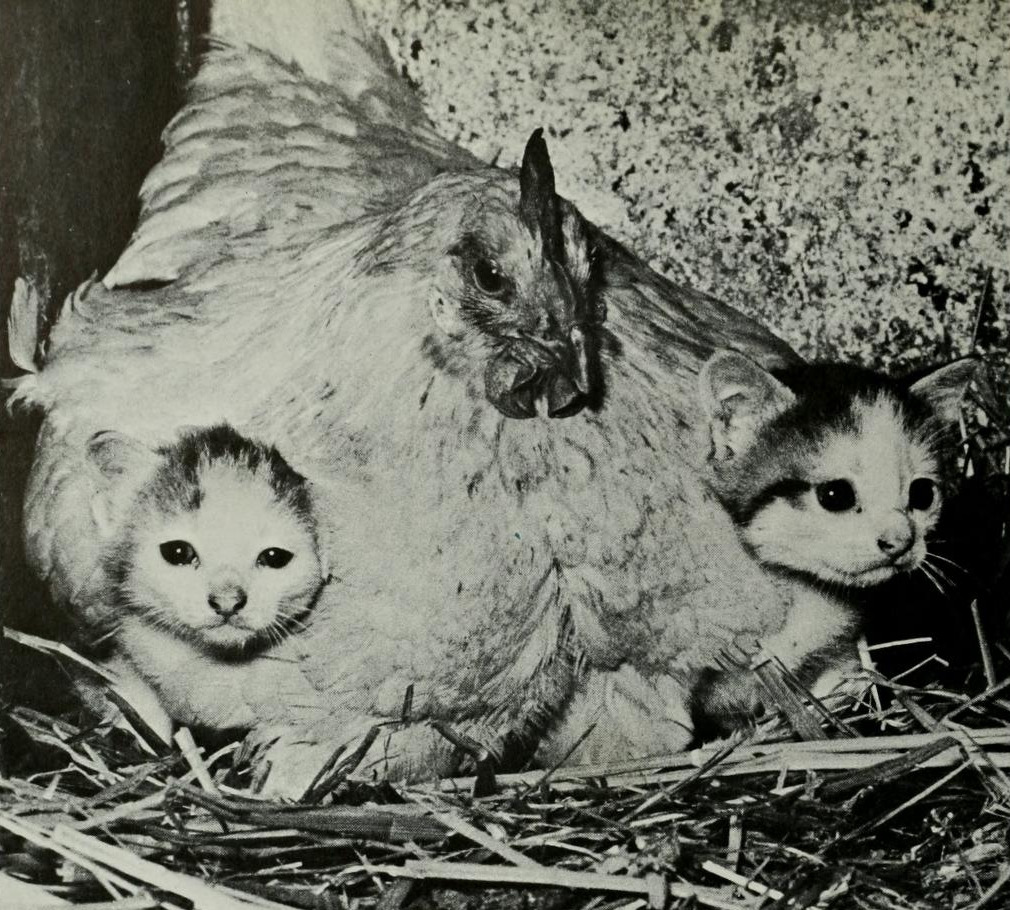 solisolsoli's tweet image. Hen brooding kittens, 1965