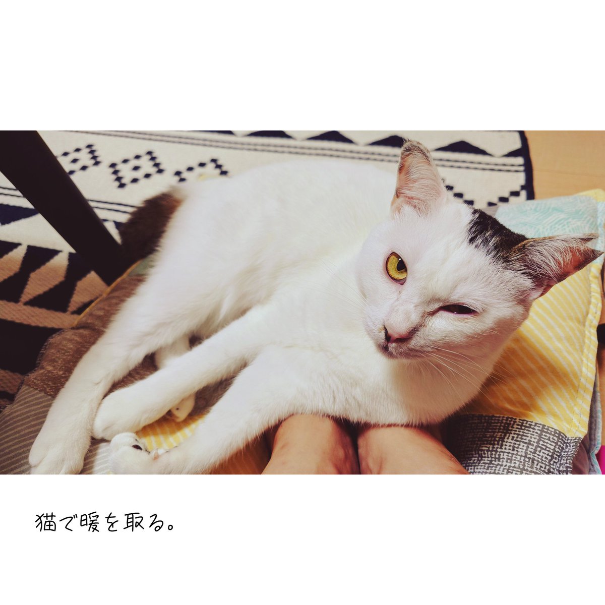 tasogare_dou's tweet image. 現世の皆様､お久しぶりです｡
ずっと作ろうと思っていたドリアを作りました｡
この数日で空気が更に冷えてきましたね｡
冬は何かしら燃えてる匂いがする｡ note.com/kaonekosuki/n/… #note

#おうちごはん 
#こういうのでいいごはん 
#ノンストップ #レシピ
#キリトリセカイ
#保護猫 
#猫のいる暮らし