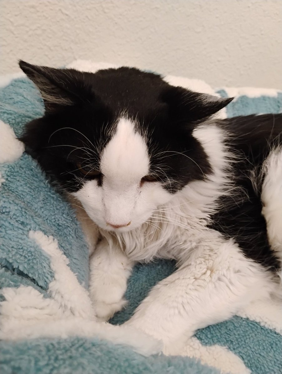 Friends, please say a prayer for Bullfrog. He's having a rough weekend and not doing well at all. I'm keeping him comfortable and he doesn't seem to be in pain. Please, just prayers and paws in, no advice or suggestions needed.