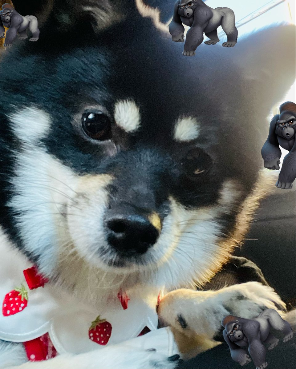 きなこもちY (@kinako_mochi_y) / Posts / X