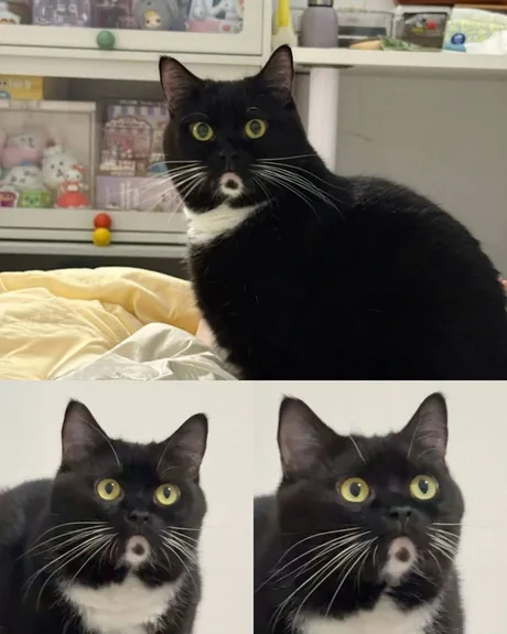 Dr. Clown, PhD tweet media