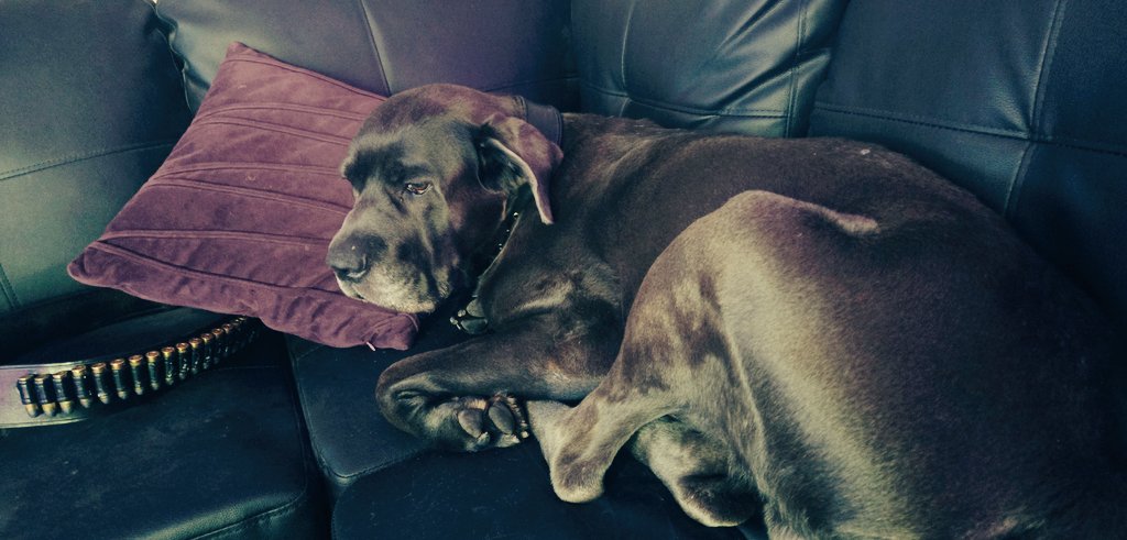 Pupdate: We got Cicero on some anti-inflammatory medication, so his limp is gone and he's jumping up on furniture like normal.

Test results Monday or Tuesday.
Prayers are appreciated.