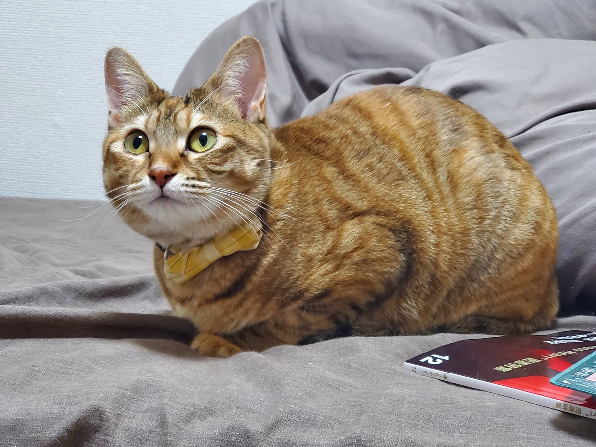 ミジンコ (@ikachan_kurage) / Posts / X