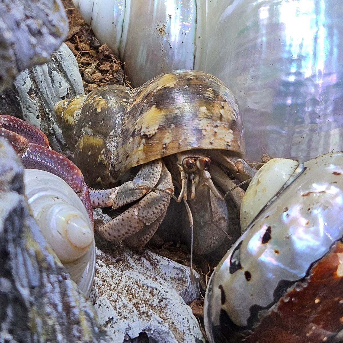 His name is Noodles 🍜