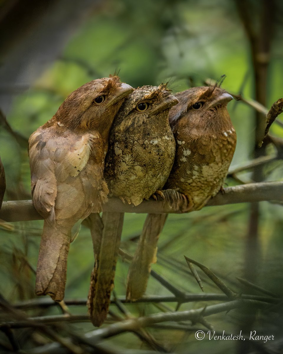 venki_ranger's tweet image. An icon of Anamalai tiger reserve ❤️
Srilankan frog mouth 🐸 
Some frames aren’t planned, they’re gifted by the forest. Today was one of those days ❤️❤️ The joy of finding what most eyes never see. @atrpollachi @ntca_india #BirdsSeenIn2025 @tnforestdept @NatureIn_Focus