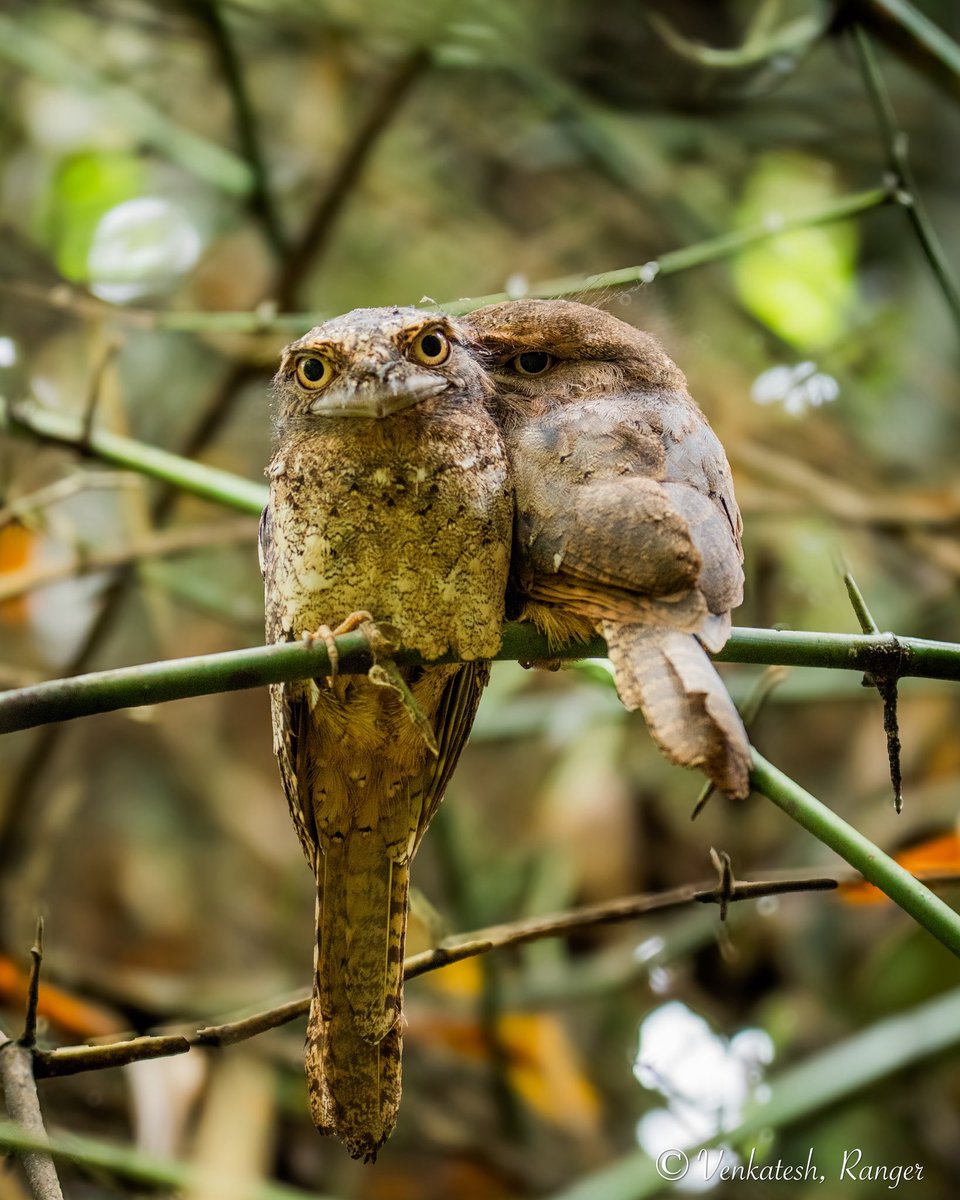 venki_ranger's tweet image. An icon of Anamalai tiger reserve ❤️
Srilankan frog mouth 🐸 
Some frames aren’t planned, they’re gifted by the forest. Today was one of those days ❤️❤️ The joy of finding what most eyes never see. @atrpollachi @ntca_india #BirdsSeenIn2025 @tnforestdept @NatureIn_Focus