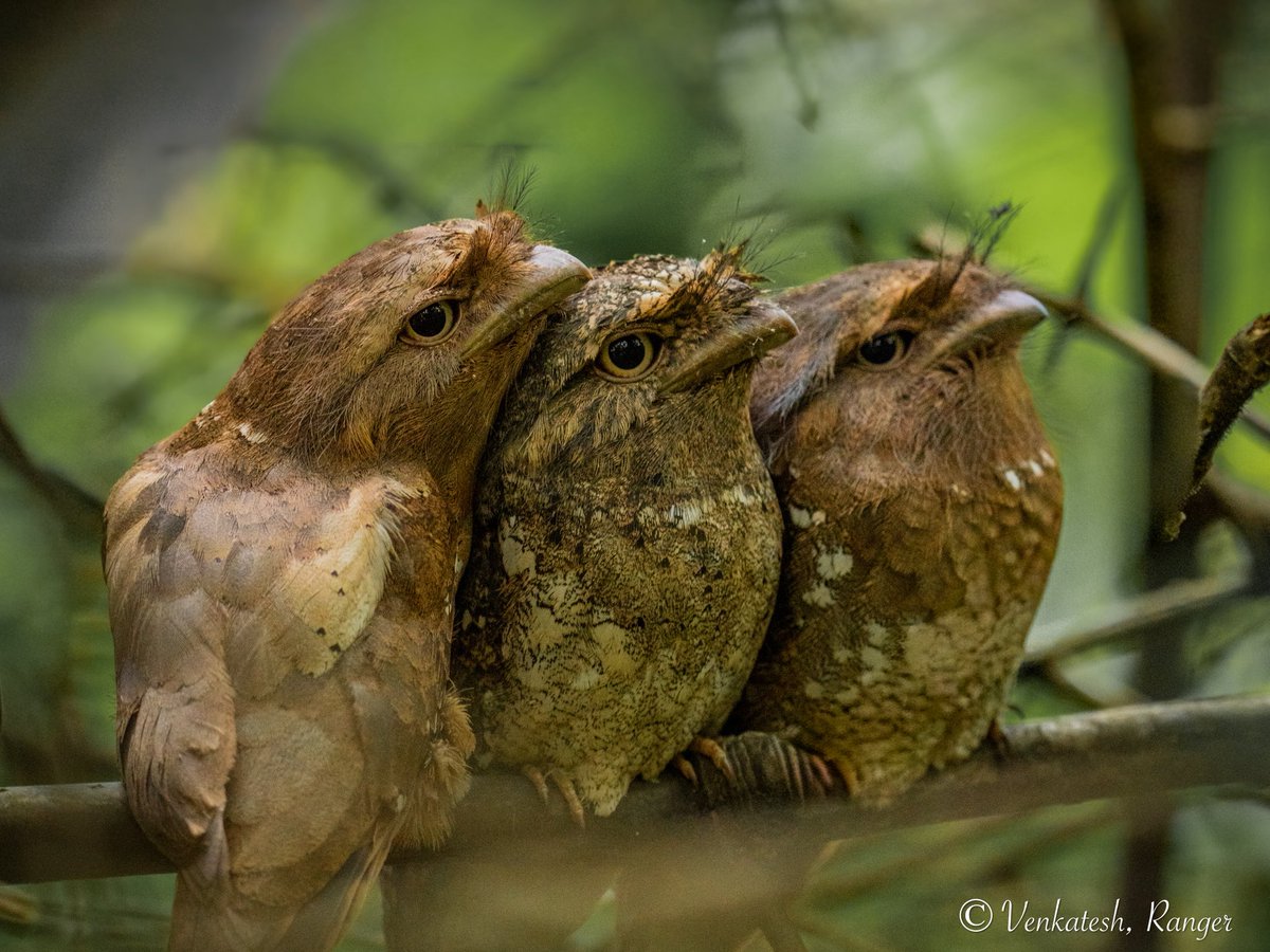 venki_ranger's tweet image. An icon of Anamalai tiger reserve ❤️
Srilankan frog mouth 🐸 
Some frames aren’t planned, they’re gifted by the forest. Today was one of those days ❤️❤️ The joy of finding what most eyes never see. @atrpollachi @ntca_india #BirdsSeenIn2025 @tnforestdept @NatureIn_Focus