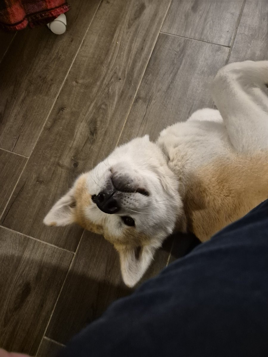 Zetsu115 tweet media