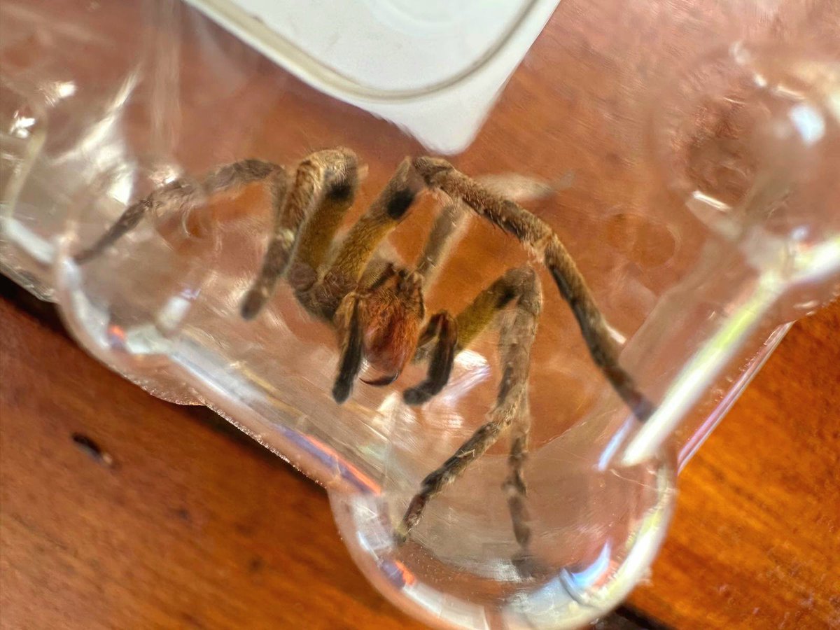 Hoy recibimos una araña del banano (Phoneutria nigriventer) que en un puesto de fruta en la ciudad de Minas. Abrimos hilo 👇