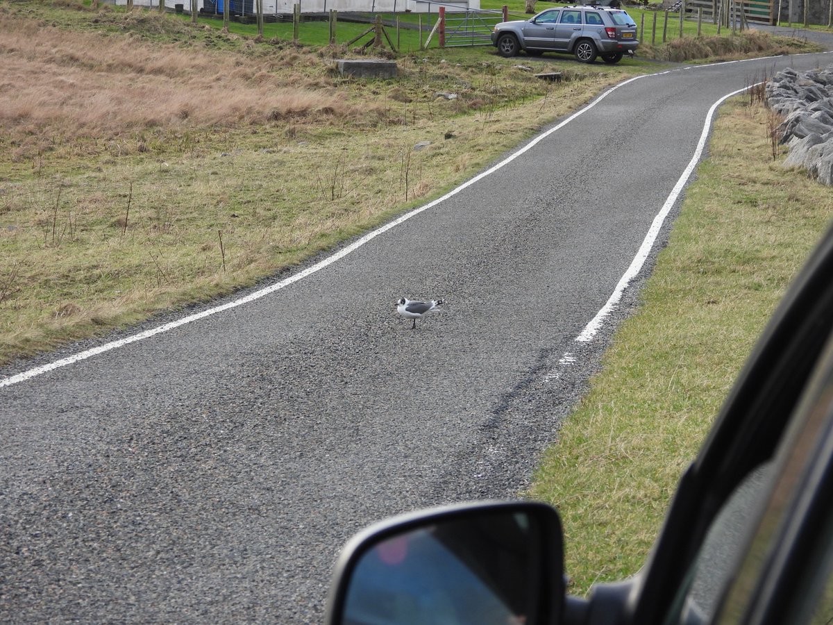 TheBarraDood's tweet photo. When I drive around the island I get sheep in the road. Others though get Franklin’s Gull blocking their way. Vatersay, Caolas this afternoon https://t.co/Kng2mY62Wv