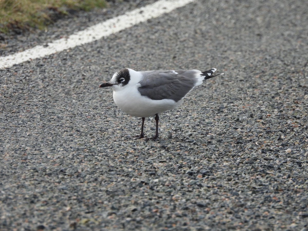 TheBarraDood's tweet photo. When I drive around the island I get sheep in the road. Others though get Franklin’s Gull blocking their way. Vatersay, Caolas this afternoon https://t.co/Kng2mY62Wv