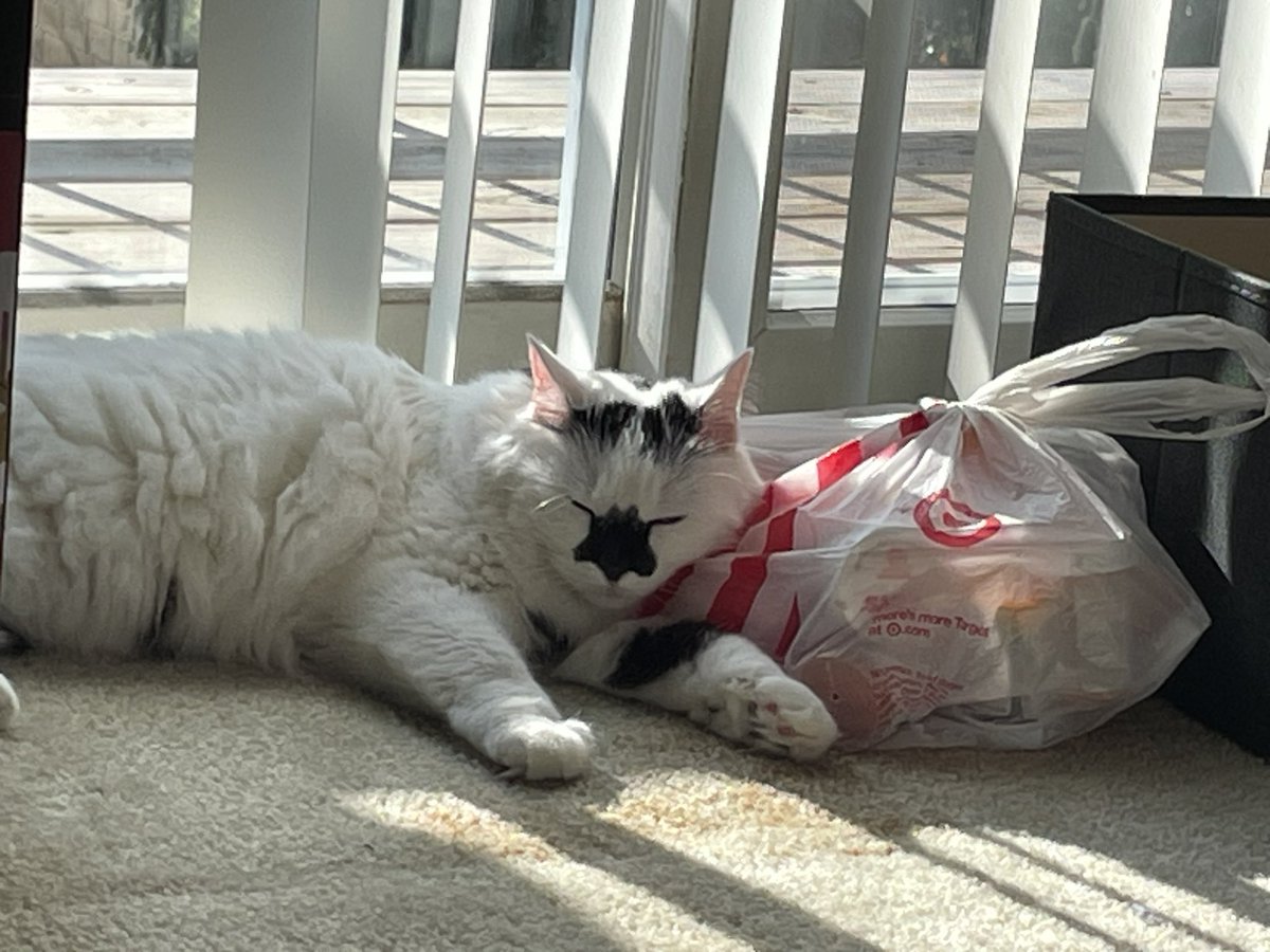 He’s using my bag of meds as a pillow 🥹 the antidepressants are working!!!